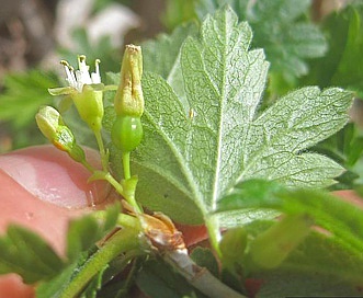 Ribes hirtellum