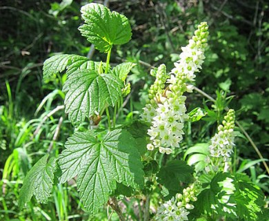 Ribes hudsonianum