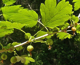 Ribes inerme