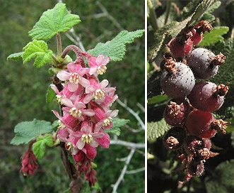 Ribes malvaceum