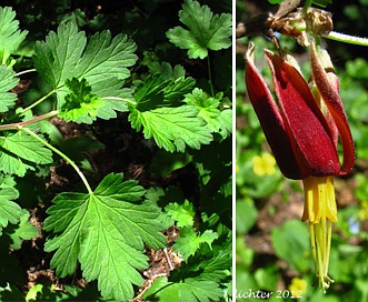 Ribes marshallii