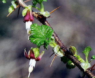 Ribes menziesii