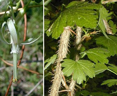 Ribes missouriense