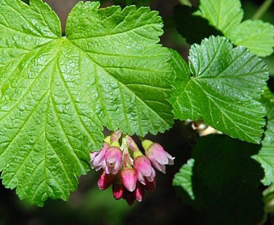 Ribes nevadense