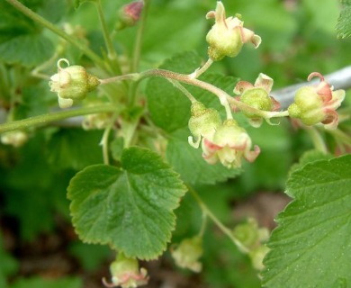 Ribes nigrum