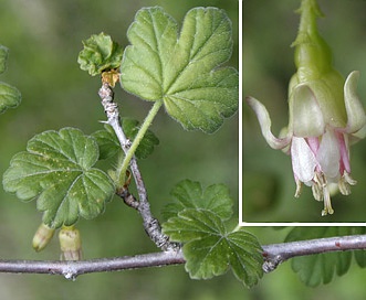 Ribes oxyacanthoides