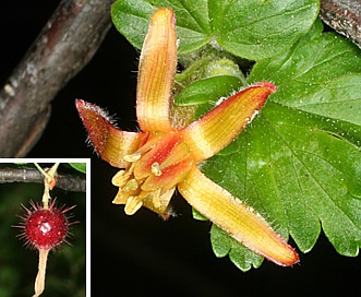 Ribes pinetorum