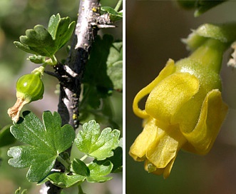 Ribes quercetorum