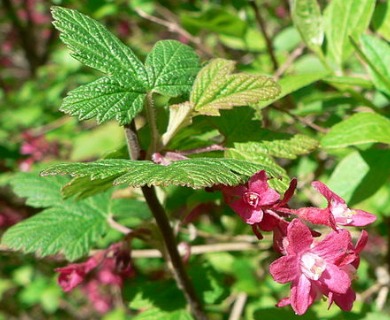 Ribes sanguineum