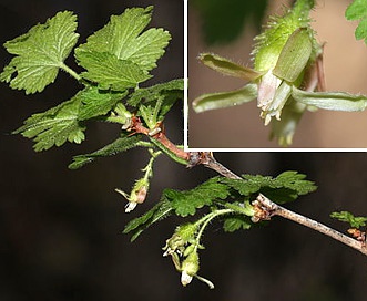 Ribes watsonianum