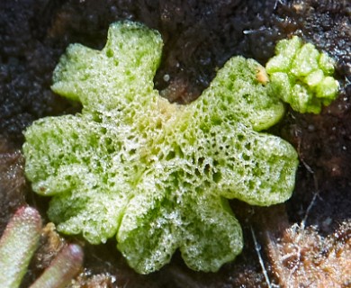 Riccia cavernosa