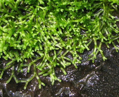 Riccia fluitans