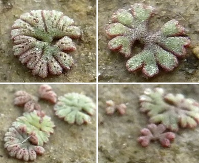 Riccia frostii