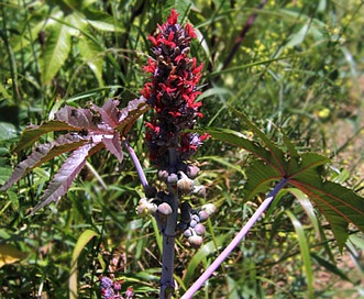 Ricinus communis