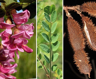 Robinia hispida