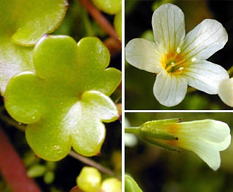 Romanzoffia californica