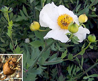 Romneya coulteri