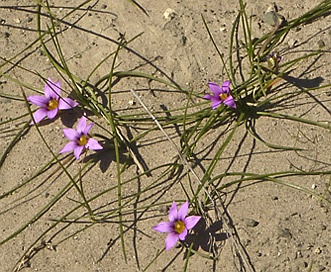 Romulea rosea