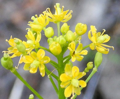 Rorippa barbareifolia