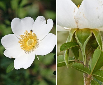 Rosa bracteata