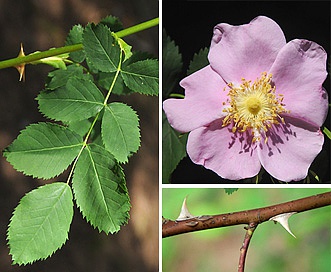 Rosa canina