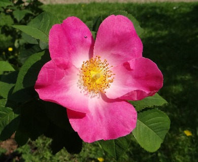 Rosa gallica