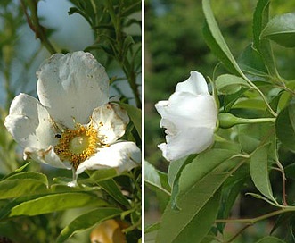 Rosa laevigata