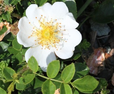 Rosa luciae