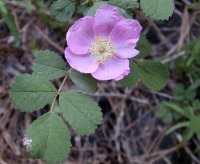 Rosa pinetorum