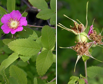 Rosa pisocarpa