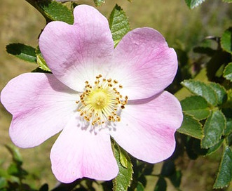 Rosa rubiginosa