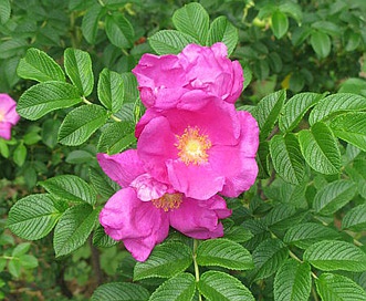 Rosa rugosa