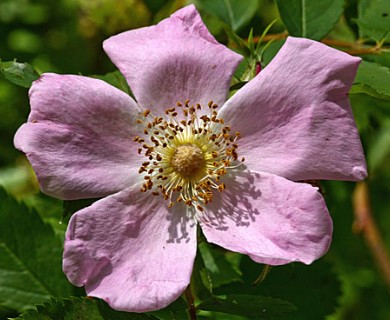 Rosa virginiana