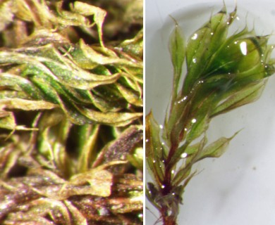 Rosulabryum capillare