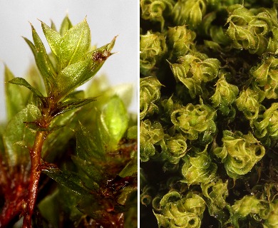 Rosulabryum laevifilum