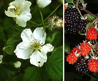 Rubus allegheniensis