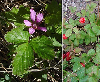 Rubus arcticus