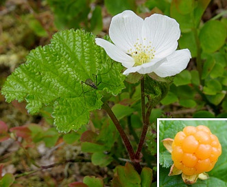 Rubus chamaemorus