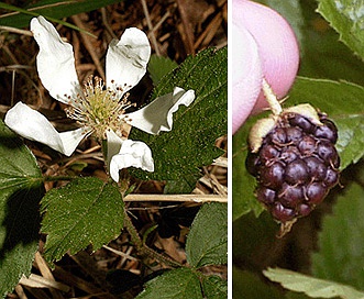 Rubus flagellaris