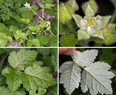 Rubus glaucifolius