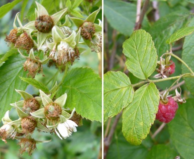 Rubus idaeus