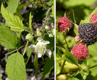 Rubus leucodermis