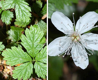 Rubus pedatus