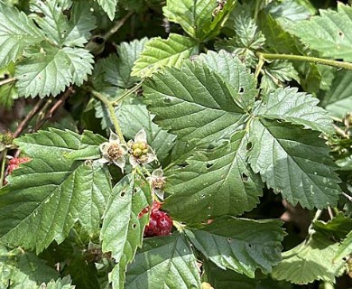 Rubus recurvicaulis