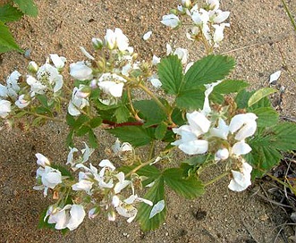 Rubus setosus