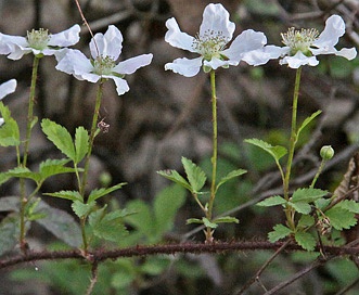 Rubus trivialis