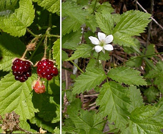 Rubus ursinus