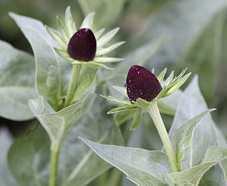 Rudbeckia alpicola