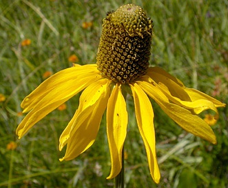 Rudbeckia glaucescens