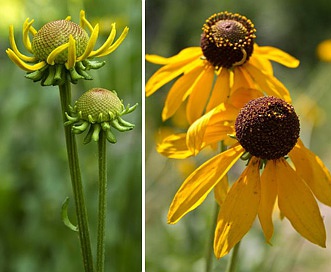 Rudbeckia grandiflora